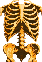 Chest