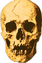 Head